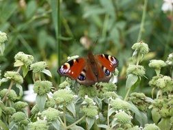 peacock butterfly in summertime