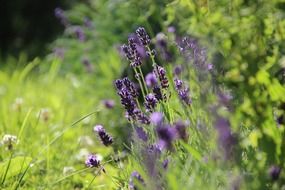 beautiful and delightful lavender herbs