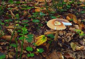 autumn undergrowth on the background of dry leaves