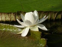 water lily in the botanical garden in Singapore