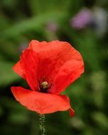 closeup photo of very beautiful poppy flower