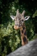 giraffe on a background of trees in the summer