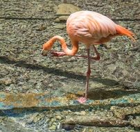 flamingo stands on one leg