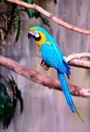 colorful long-tailed macaw