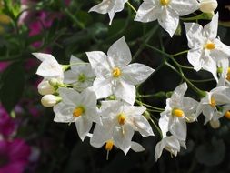 white solanum laxum flower macro