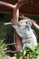 koala is hanging on a branch in the reserve