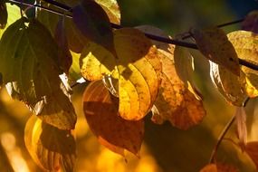 Beautiful and colorful leaves on the trees in shadow and light in autumn