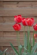 picture of the red tulips meadow