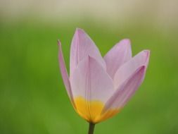 Yellow and purple blossom on a blurred background