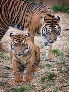 sumatran tigers