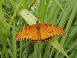 yellow spotted butterfly in tall grass