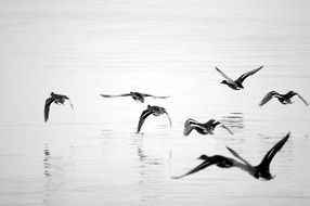 landscape of the seagulls and lake