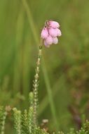 pink bell heather plant