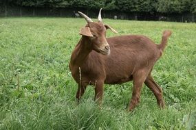 farm brown goat