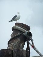 seagull perched pole with rope