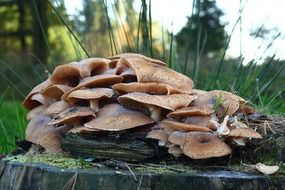 mushrooms on a stump as a sign of autumn