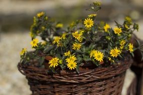 basket with yellow flowers