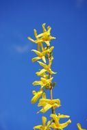 yellow forsythia flowers sky scene