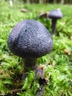 Purple spherical mushrooms on green grass