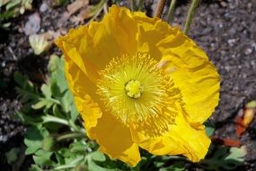 open yellow poppy bud