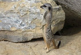 photo of a cute curious meerkat