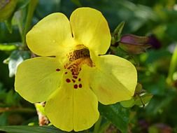 Yellow flower in a green garden