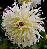 dahlia flower white