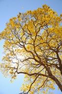 sun breaks through the yellow tree