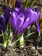 crocus flower