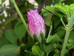 purple hibiscus flower in the garden