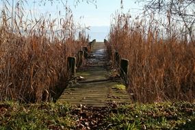 Beautiful boardwalk through the yellow reed thickets to water at fall