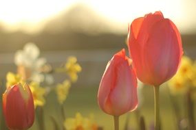 red tulips and yellow daffodils on a flowerbed