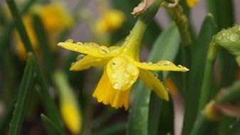 yellow narcis with water drops closeup