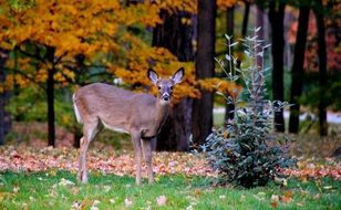 young deer among the picturesque autumn nature