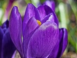 Closeup photo of Purple crocus flower