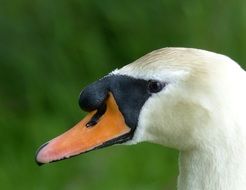 swan bird in profile on a blurred background