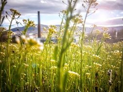 view through the grass to ecological energy
