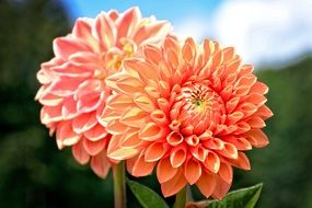 ornamental plant Dahlia