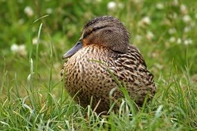 portrait of duck in the grass