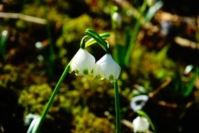 two white snowflakes