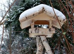 aviary forest winter