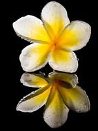 plumeria blossoms