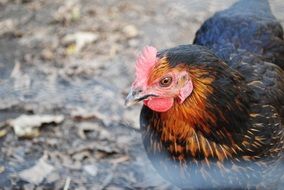 dark hen outdoor on a blurred background