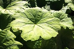 butterbur green leaves