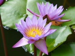 Picture of a purple lotus flowers