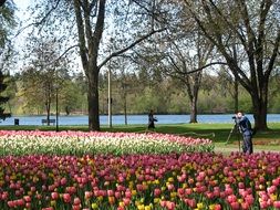 blooming tulips in the park