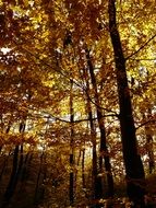 autumn forest in yellow foliage