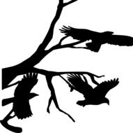 three crows and branch, drawing