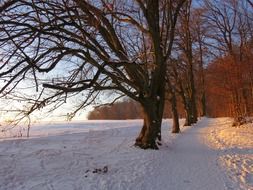 Beautiful trail in a snowy forest with colorful trees