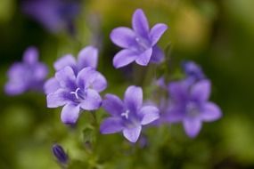 blue flowers on a blurred background